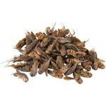 Trixie Sušený cvrček 250 ml/25 g – Hledejceny.cz