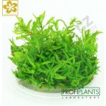 Didiplis diandra - Kalužník dvojmužný – Zboží Dáma