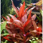 Alternanthera rosaefolia - Plevuňka růžolistá – Zboží Dáma Alternanthera rosaefolia - Plevuňka růžolistá – Zboží Dáma