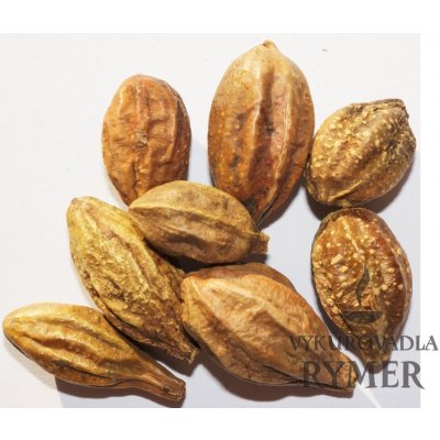 Rymer vykuřovadla Vrcholák Arjuna celý plod 20 g – Sleviste.cz