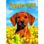 Helma nástěnný Puppies/Welpen/Štěňátka/Šteniatka 24 × 33 cm 2026 – Hledejceny.cz