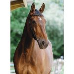 bez nánosníku NORTON Freedom černá FULL – Zboží Dáma