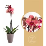 Orchidej Můrovec, Phalaenopsis October Forest, 2 výhony, vínová – Sleviste.cz