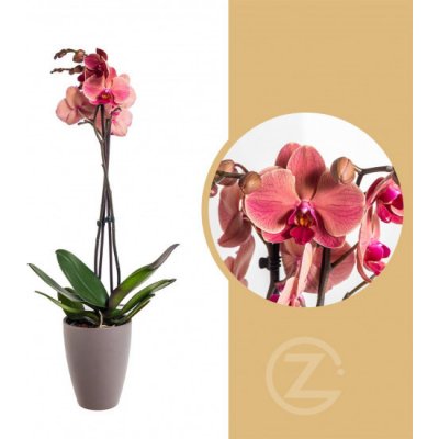 Orchidej Můrovec, Phalaenopsis October Forest, 2 výhony, vínová – Sleviste.cz