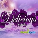 Delicious Seeds Eleven Roses AUTO semena neobsahují THC 10 ks – Zboží Mobilmania