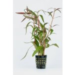 Alternanthera rosaefolia - Plevuňka růžolistá – Zboží Dáma Alternanthera rosaefolia - Plevuňka růžolistá – Zboží Dáma