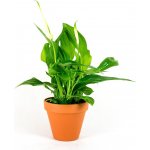 Gardners Spathiphyllum, průměr 9 cm Spatifylum, Lopatkovec, Toulcovka – Zboží Mobilmania