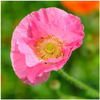 Mák Champagne Bubbles Pink - Papaver nudicaule - semena máku - 20 ks – Zbozi.Blesk.cz