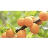 Osivo a semínko Meruňka zakrslá FloraSelf Bio Prunus armeniaca 'Orange Beauty' kmínek 40 cm celková výška 60-80 cm květináč 7,5 l