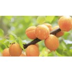 Meruňka zakrslá FloraSelf Bio Prunus armeniaca 'Orange Beauty' kmínek 40 cm celková výška 60-80 cm květináč 7,5 l – Sleviste.cz