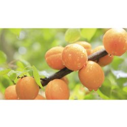 Meruňka zakrslá FloraSelf Bio Prunus armeniaca 'Orange Beauty' kmínek 40 cm celková výška 60-80 cm květináč 7,5 l