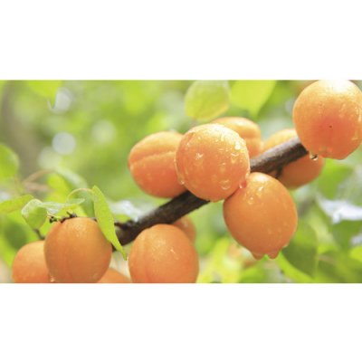 Meruňka zakrslá FloraSelf Bio Prunus armeniaca 'Orange Beauty' kmínek 40 cm celková výška 60-80 cm květináč 7,5 l – Sleviste.cz