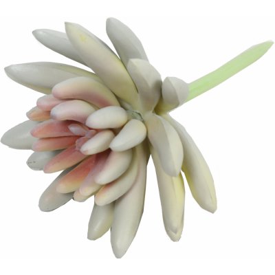 Umělý sukulent lotus Eševéria bílá 10,5 cm – Zboží Mobilmania