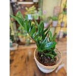 Zamioculcas Zamiofolia – Zboží Dáma