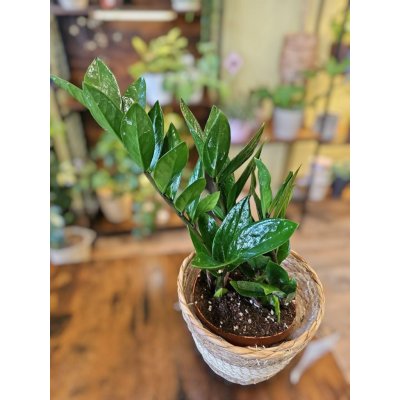 Zamioculcas Zamiofolia – Zboží Dáma
