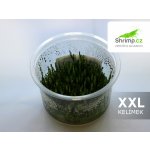 Rotala sp. Pearl – Hledejceny.cz