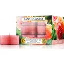 Svíčka Yankee Candle Sun-Drenched Apricot Rose 12 x 9,8 g