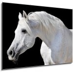 Skleněný obraz 1D - 100 x 70 cm - white horse isolated on black bílý kůň izolovaných na černém – Zboží Mobilmania