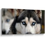 Obraz psa husky, Čtyřdílný 160x80 cm – Hledejceny.cz