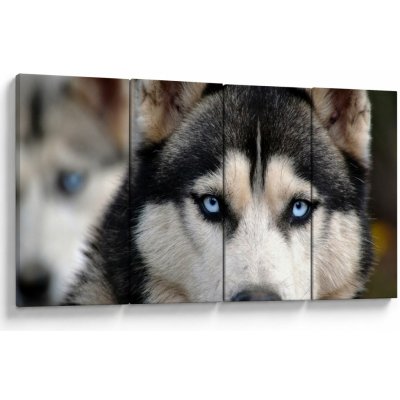 Obraz psa husky, Čtyřdílný 160x80 cm – Hledejceny.cz