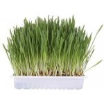 Trixie Tráva pro kočky miska 100g – Zboží Dáma