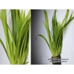 Sagittaria platiphylla – Sleviste.cz