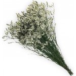 Limonium sinensis stabilizovaná natural – Zboží Dáma