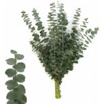 Blahovičník BABY BLUE 60 cm / 200 g – Zboží Dáma