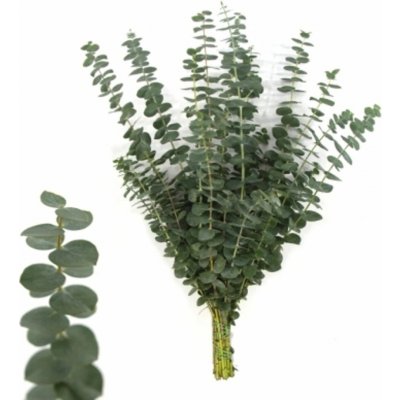 Blahovičník BABY BLUE 60 cm / 200 g – Zboží Dáma