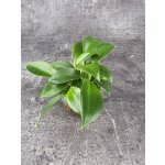 Philodendron Green princess mini – Zbozi.Blesk.cz