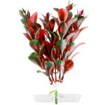 JK Red Ludwigia 13-16 cm – Sleviste.cz