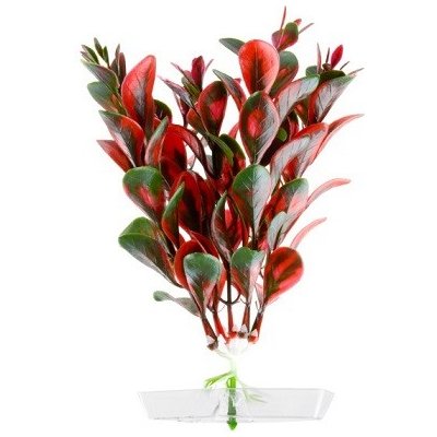 JK Red Ludwigia 13-16 cm – Sleviste.cz