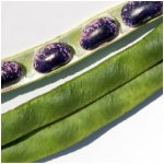 Fazole šarlatová Lady Di - Phaseolus coccineus - semena fazole - 10 ks – HobbyKompas.cz