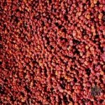 Bylinná lékárna Sorbus aucuparia Jeřabina plod jeřáb červený ptačí jeřáb 500 g – Zboží Dáma