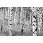 Komar XXL4-023 Vliesová fototapeta na zeď Břízový háj břízy černobílé rozměry 368x248 cm – Zboží Dáma