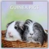 Kalendář Guinea Pigs Meerschweinchen 16-Monats 2024