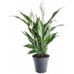 Lopatkovec, Spathiphyllum, průměr květináče 13 - 15 cm – Zbozi.Blesk.cz