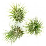 Gardners Tillandsia ionantha green Tillandsie, kykatka – Zboží Mobilmania