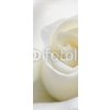 Tapety WEBLUX Samolepka na dveře fólie Soft white rose - 31158130 Měkké bílé růže rozměry 90 x 220 cm