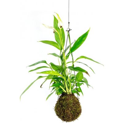 Gardners Kokedama Spathiphyllum (L) Spatifylum, Lopatkovec, Toulcovka 1 ks – Zboží Mobilmania