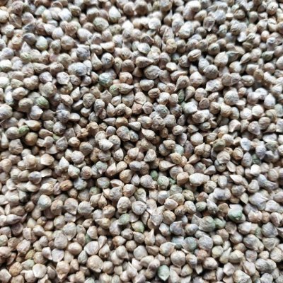 Microgreens Špenát setý na microgreens, 500 g – Sleviste.cz