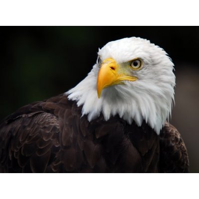 WEBLUX 5007416 Fototapeta vliesová American Bald Eagle Haliaeetus leucocephalus Americký orel bělohlavý Haliaeetus leucocephalus rozměry 270 x 200 cm – Zboží Mobilmania