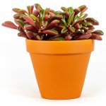 Gardners Peperomia graveolens, průměr 8,5 cm Peperomie, pepřinec – Zboží Mobilmania