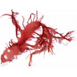 Halymenia durvillei - Dračí dech – Sleviste.cz