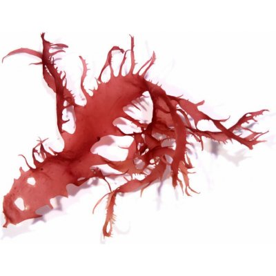 Halymenia durvillei - Dračí dech – Sleviste.cz