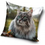 Kočka Sibiřská 40 x 40 cm – Sleviste.cz