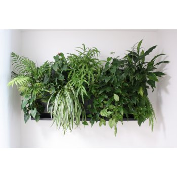 Ortisgreen Obraz z živých rostlin Hub Duo 50x50 cm pro 13 rostlin, neosázený, tmavě šedá
