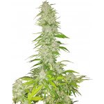 Nuka Seeds Hobo Surfer semena neobsahují THC 5 ks – Zboží Dáma