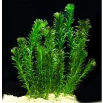 Elodea densa - svazek – Sleviste.cz