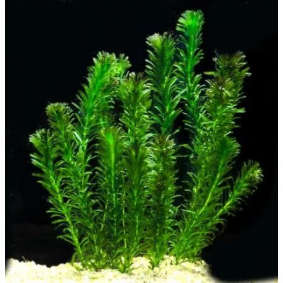 Elodea densa - svazek – Sleviste.cz